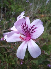 Pelargonium betulinum