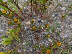 Amblyopappus pusillus