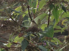 Phylloscopus collybita