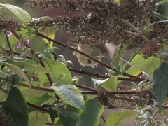 Phylloscopus collybita