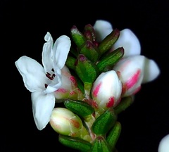 Epacris muelleri