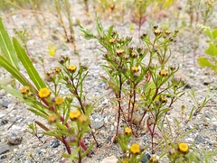 Amblyopappus pusillus