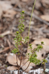 Pultenaea procumbens