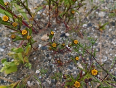 Amblyopappus pusillus