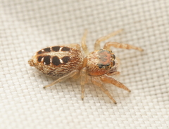 Opisthoncus sexmaculatus