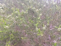 Melaleuca nodosa