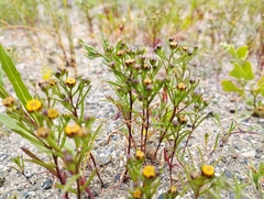 Amblyopappus pusillus