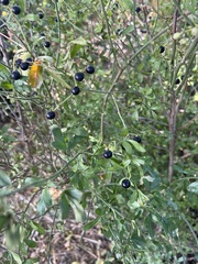 Chrysojasminum fruticans