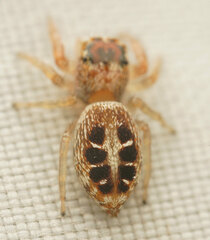 Opisthoncus sexmaculatus