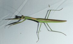 Tenodera sinensis