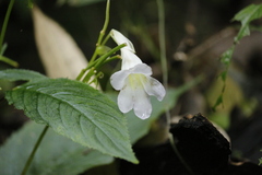 Henckelia anachoreta