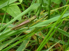 Mecostethus parapleurus