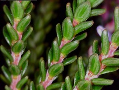 Epacris muelleri