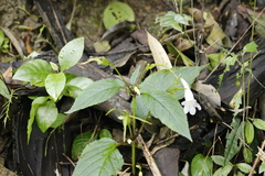 Henckelia anachoreta