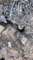 Camponotus cruentatus