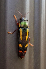 Buprestis rufipes