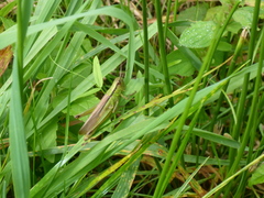 Mecostethus parapleurus