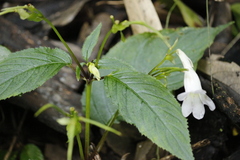 Henckelia anachoreta