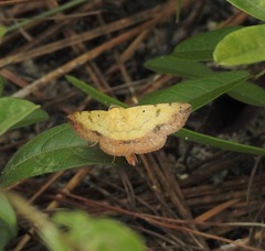 Hemeroplanis scopulepes