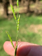 Eriochloa