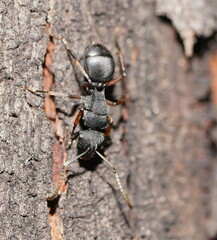 Campomyrma