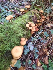 Kuehneromyces mutabilis