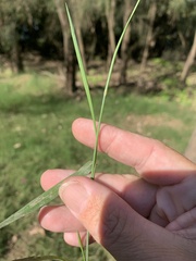 Eriochloa