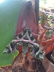 Daphnis nerii