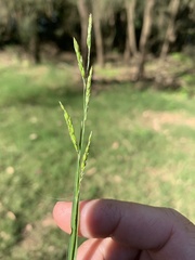 Eriochloa