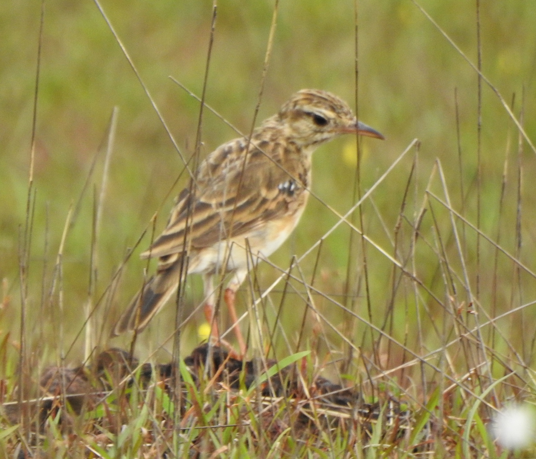 Paddyfield Pipit