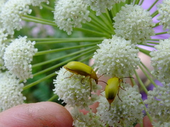 Cteniopus sulphureus