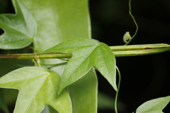 Passiflora suberosa