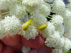 Cteniopus sulphureus