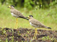 Vanellus malabaricus