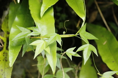 Passiflora suberosa