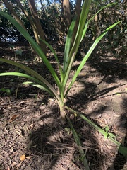 Crinum pedunculatum