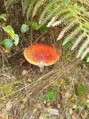 Amanita muscaria