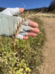 Elymus canadensis