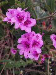 Pelargonium cucullatum strigifolium