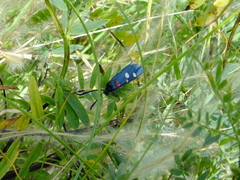 Zygaena ephialtes
