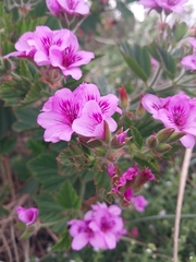Pelargonium cucullatum strigifolium