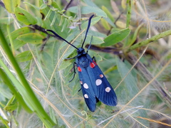 Zygaena ephialtes