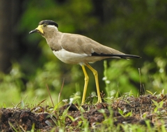 Vanellus malabaricus