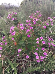 Pelargonium cucullatum strigifolium