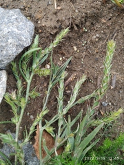 Corispermum hyssopifolium