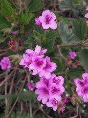 Pelargonium cucullatum strigifolium