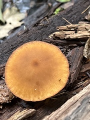 Flammulaster erinaceellus