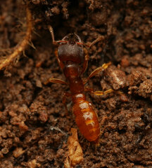 Amblyopone longidens