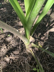 Crinum pedunculatum