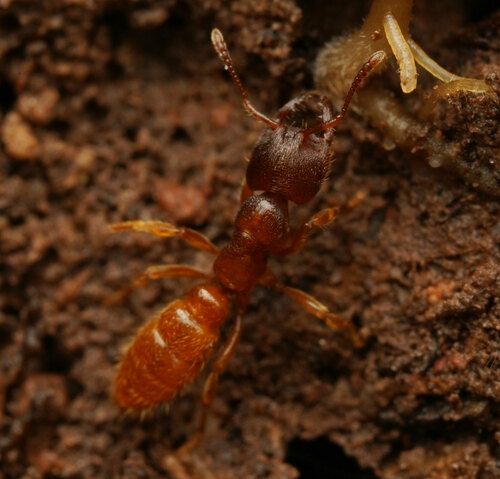 Amblyopone longidens · iNaturalist